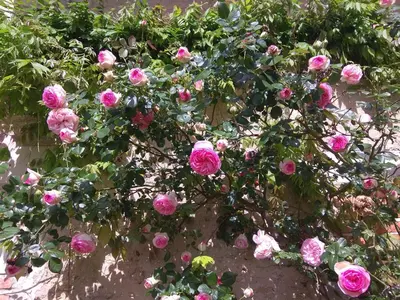 Jardin de l'établissement Eco-friendly house, near Angers5 bedrooms, 2 bathrooms