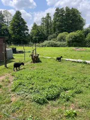 Animaux dans la maison d'hôtes ou à proximité