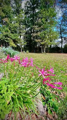 Jardin de l'établissement Le Clos de l'Autel