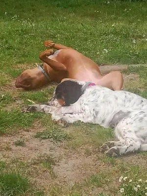 Animal ou animaux domestique(s) séjournant avec des clients dans l'établissement Duplex indépendant dans Longère