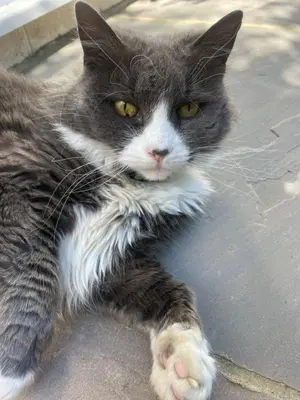 Animal ou animaux domestique(s) séjournant avec des clients dans l'établissement Les Peupliers Loire