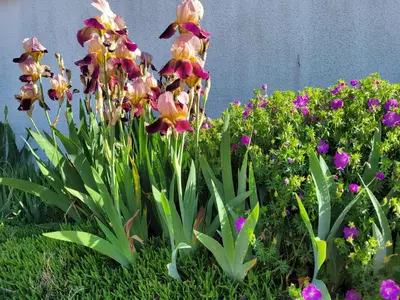 Jardin de l'établissement Le Cocon d'Ellie M