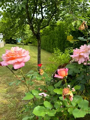 Jardin de l'établissement Gîte clair matin Classé 3 étoiles