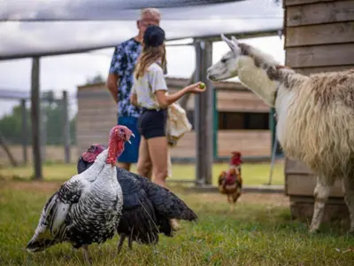 Animaux dans le camping ou à proximité