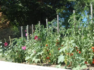 Jardin de l'établissement Authentique Maison de Vigneron XIXe au Coeur du Val de Loire, 4 Chambres, Parking, Jardin - FR-1-381-126