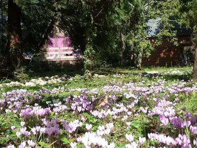 Jardin de l'établissement La Rossignolerie - Cabane aux oiseaux