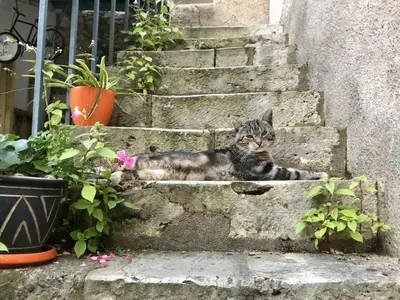Animal ou animaux domestique(s) séjournant avec des clients dans l'établissement Le Clôt Saint-Saturnin, charme et sérénité