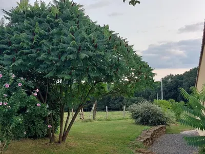 Jardin de l'établissement Fermette 3 étoiles, proche du Mans, jusqu'à 14 personnes - FR-1-410-488
