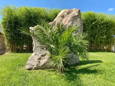 Jardin de l'établissement Suite 