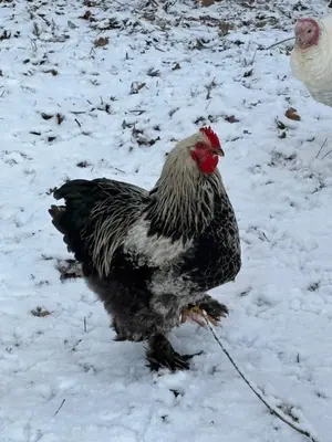 Animaux dans la maison d'hôtes ou à proximité