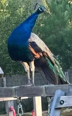 Animaux dans la maison d'hôtes ou à proximité