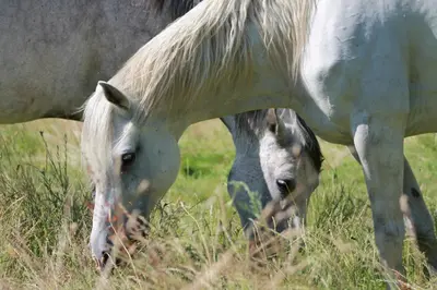 Animaux dans la maison de vacances ou à proximité