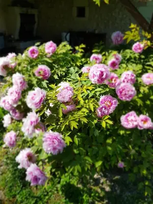 Jardin de l'établissement Chambres D'hôtes Anne-Marie