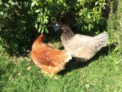 Animaux dans le B&B/chambre d'hôtes ou à proximité