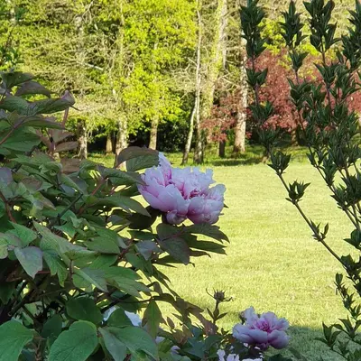 Jardin de l'établissement La Violiere