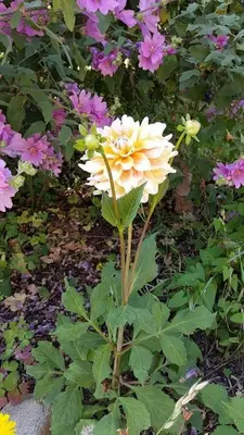 Jardin de l'établissement La Bercéenne