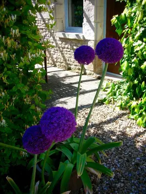 Jardin de l'établissement Les Coindries