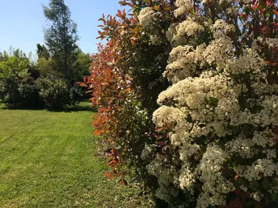 Jardin de l'établissement CoTTAGE LA VILLA BOLERO