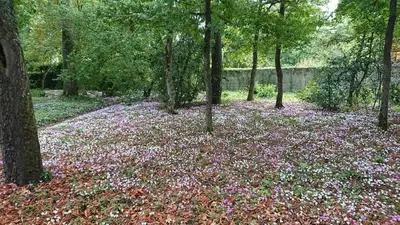 Jardin de l'établissement Le Buisson