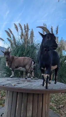 Animaux dans le chalet ou à proximité