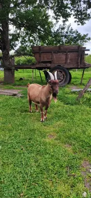 Animaux dans le chalet ou à proximité