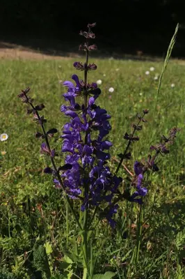 Jardin de l'établissement La Belle Etoile