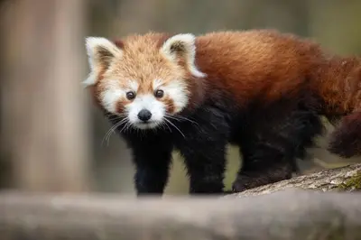 Animaux dans l'hôtel ou à proximité