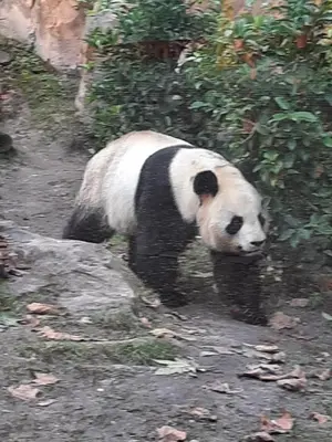 Animaux dans le B&B/chambre d'hôtes ou à proximité
