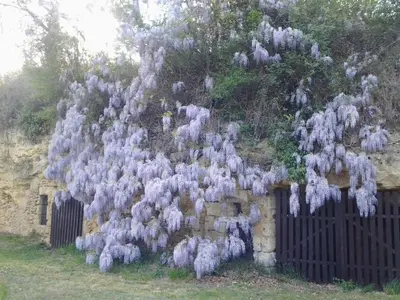 Jardin de l'établissement Maison 18e siècle à Azay-le-Rideau, jardin, wifi, proche nature - FR-1-381-20