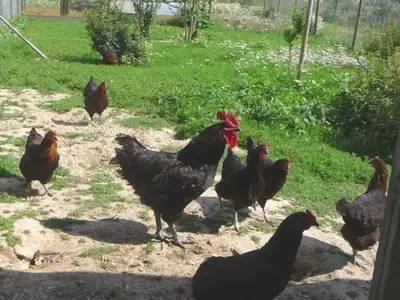 Animaux dans la maison de vacances ou à proximité