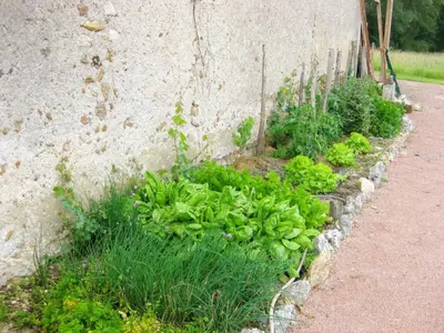 Jardin de l'établissement Charmante maison en Touraine: gîte avec jardin, animaux acceptés - FR-1-381-240
