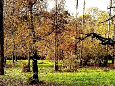 Jardin de l'établissement Gîte douillet en forêt d'Amboise, parc boisé 2.5 ha, cheminée, vélos, WiFi, jardin privé, animaux acceptés - FR-1-381-457