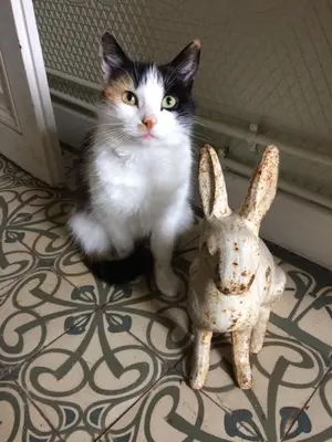 Animal ou animaux domestique(s) séjournant avec des clients dans l'établissement Le Clos Mademoiselle