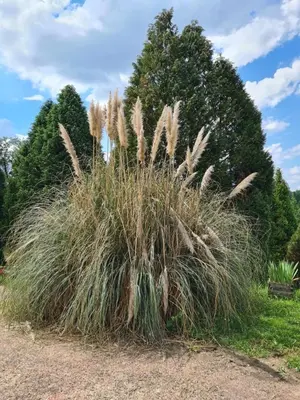 Jardin de l'établissement Studios Les Iris