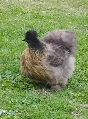 Animaux dans le B&B/chambre d'hôtes ou à proximité