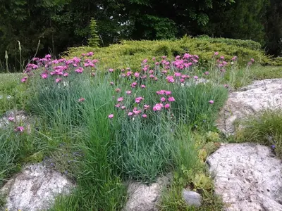 Jardin de l'établissement La Renaudière