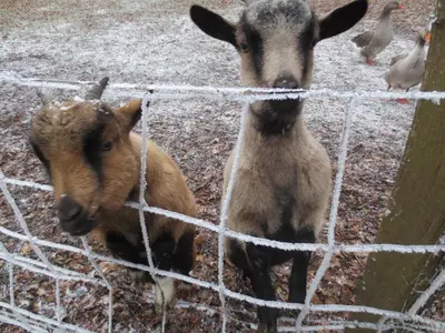 Animaux dans le B&B/chambre d'hôtes ou à proximité