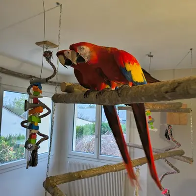 Animaux dans le B&B/chambre d'hôtes ou à proximité