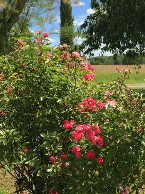 Jardin de l'établissement Chambre d'hôtes Le Clos