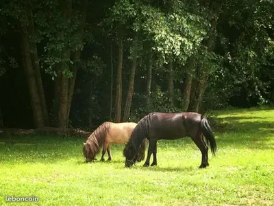 Animaux dans le B&B/chambre d'hôtes ou à proximité