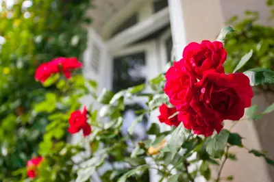 Jardin de l'établissement La Maison Jules