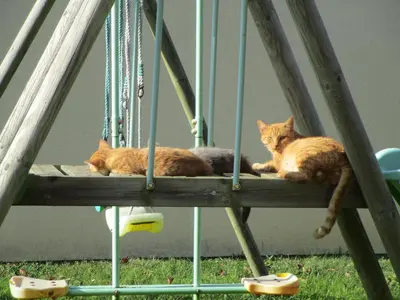 Animal ou animaux domestique(s) séjournant avec des clients dans l'établissement La maison de Mathilde