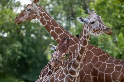 Animaux dans l'hôtel ou à proximité