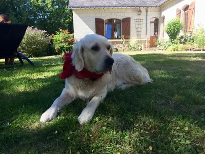 Animal ou animaux domestique(s) séjournant avec des clients dans l'établissement Domaine de Joreau