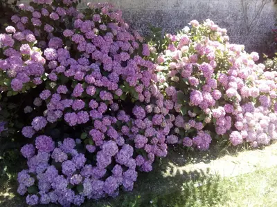 Jardin de l'établissement Chateau du Guérinet D'Orchaise