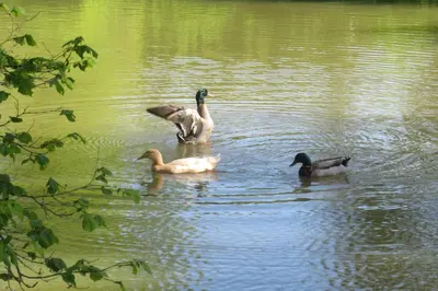 Animaux dans le B&B/chambre d'hôtes ou à proximité