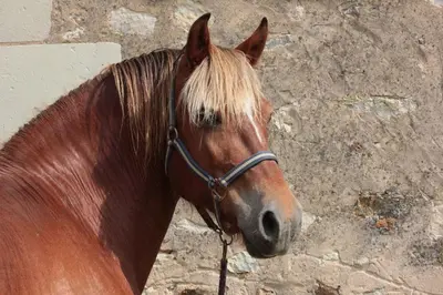 Animaux dans le B&B/chambre d'hôtes ou à proximité