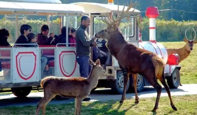 Animaux dans la maison de vacances ou à proximité