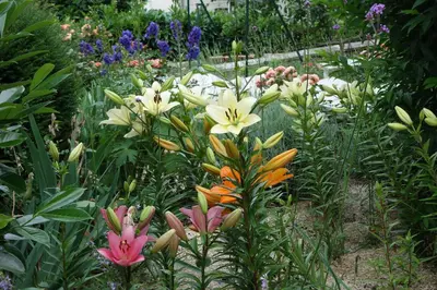 Jardin de l'établissement LA MAISON DE ROSE