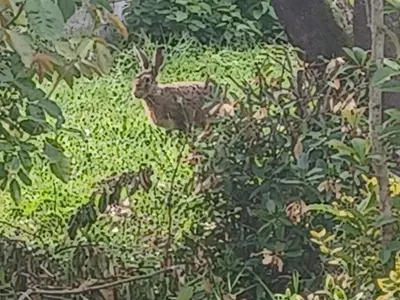 Animaux dans le B&B/chambre d'hôtes ou à proximité